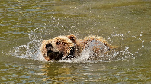 european-brown-bear-3352473_1920.jpg