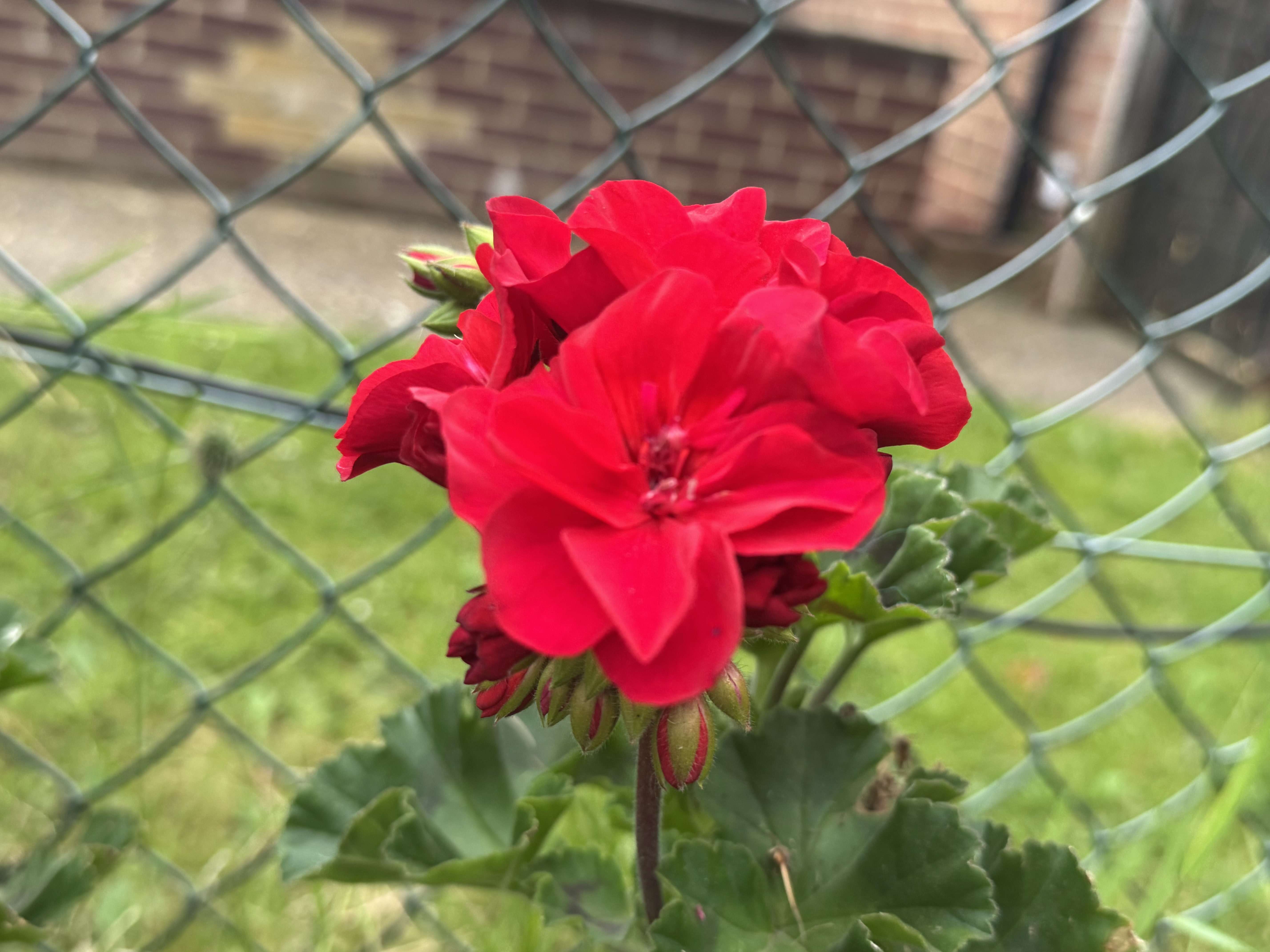 IMG_3538.jpeg