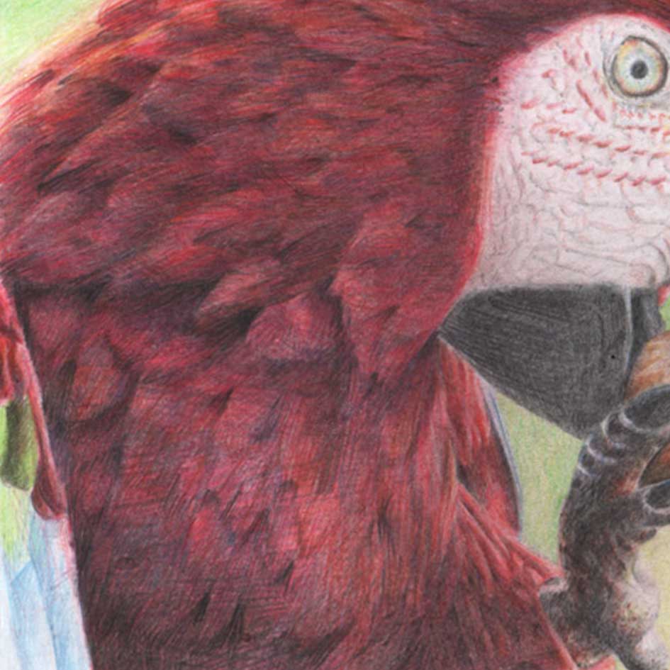 guacamayo1.jpg