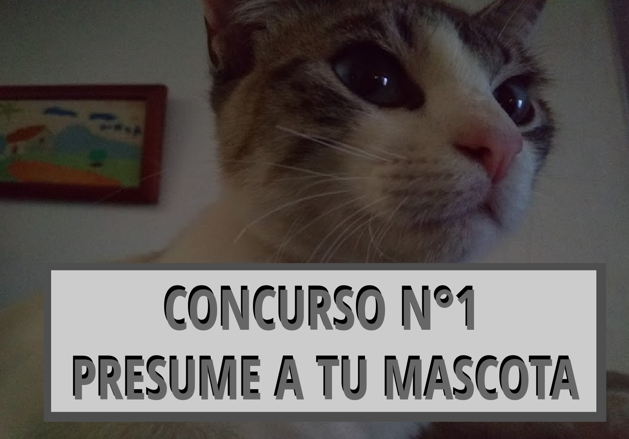 MASCOTAS.png
