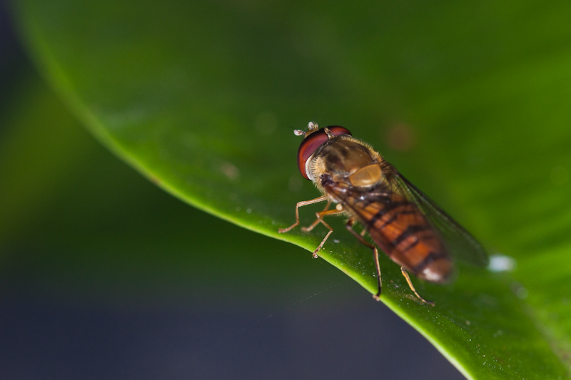 Episyrphus_balteatus_04.jpg