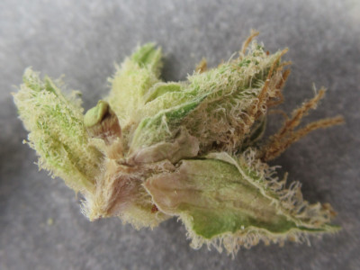 microsplitleaf300.jpg
