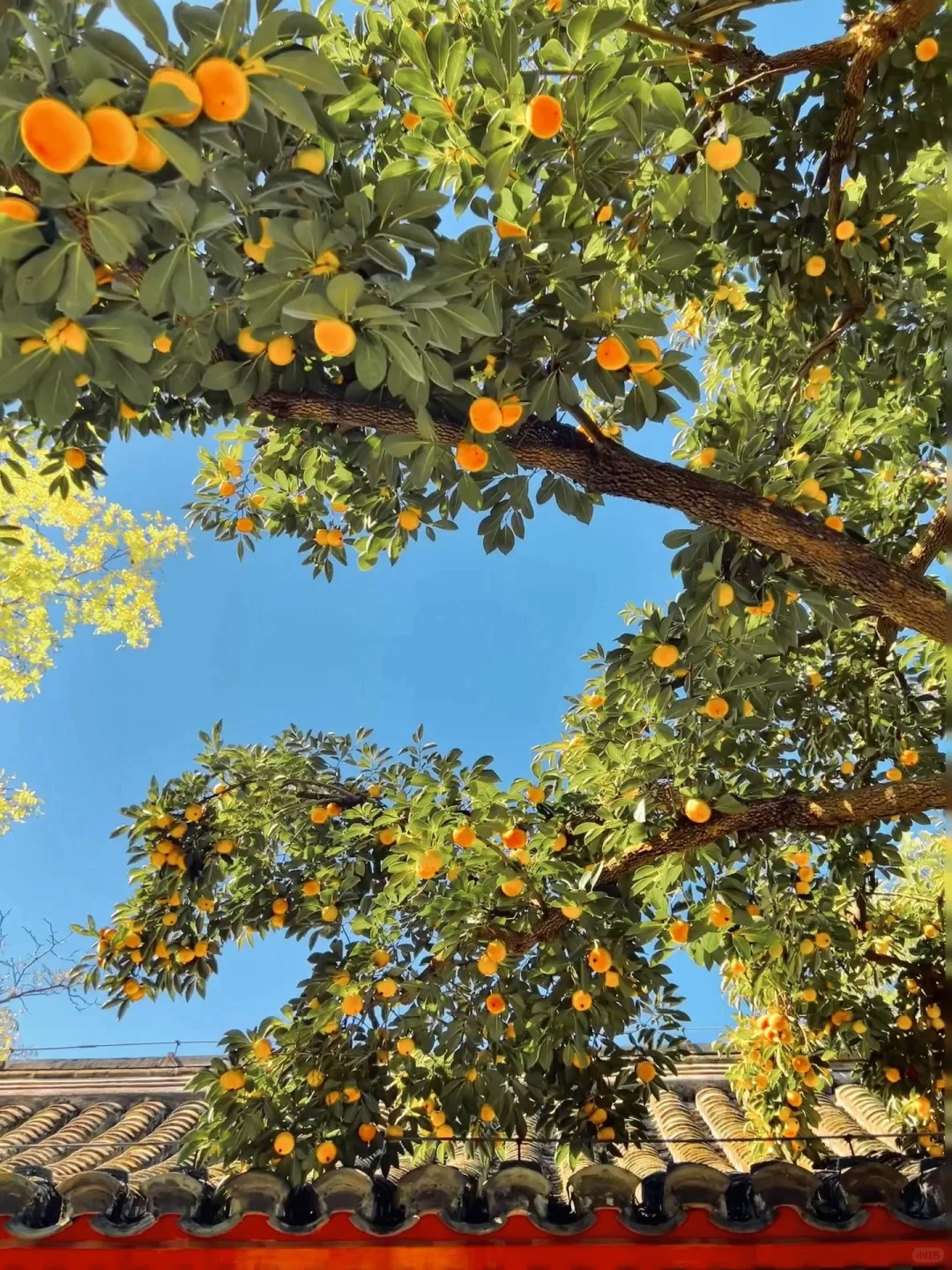 10.10live图🍊北平之秋来了 (2).jpg