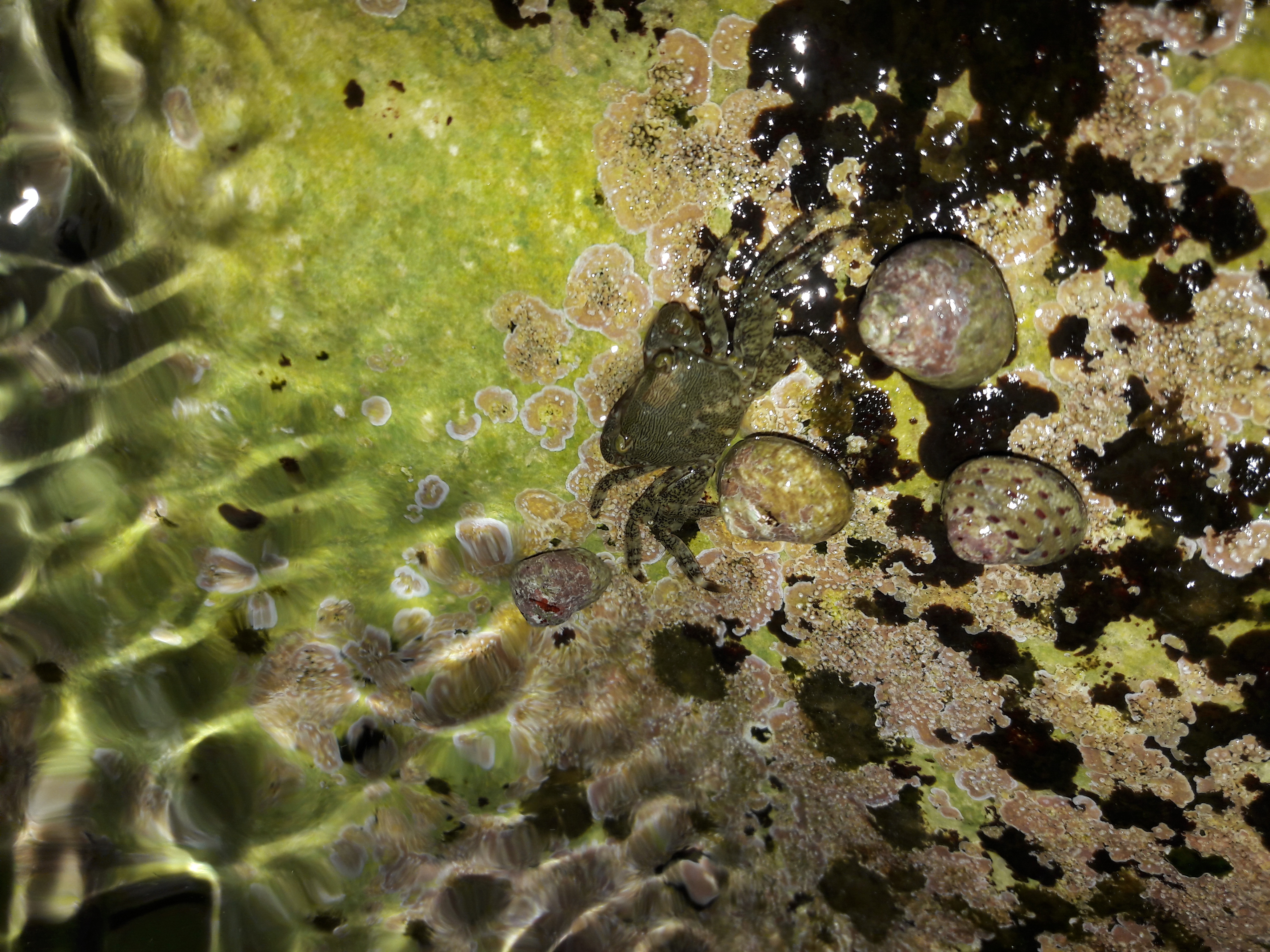 Fauna-Crabs-Sealife-Publicdomain (26).jpg