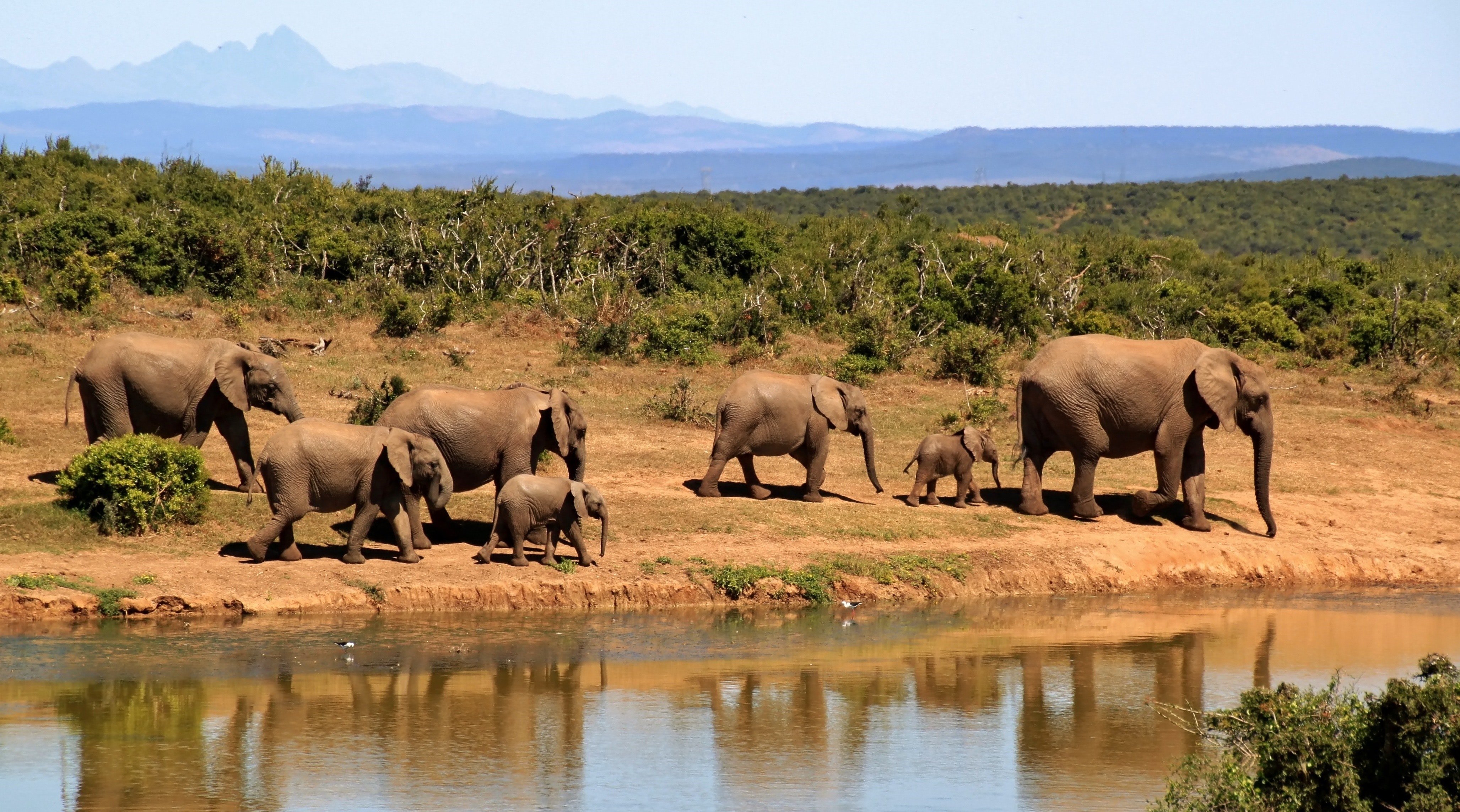 africa-african-animals-59989.jpg