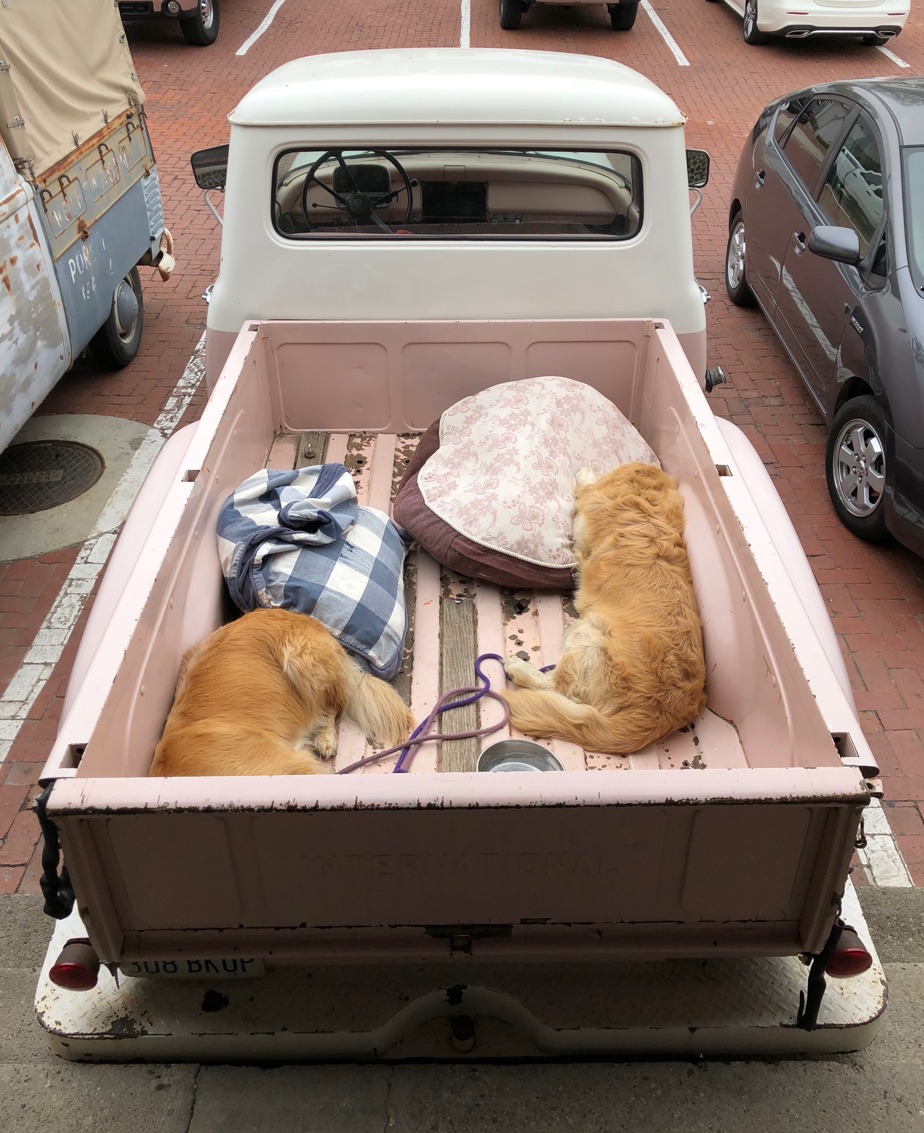 Truck dogs.jpg