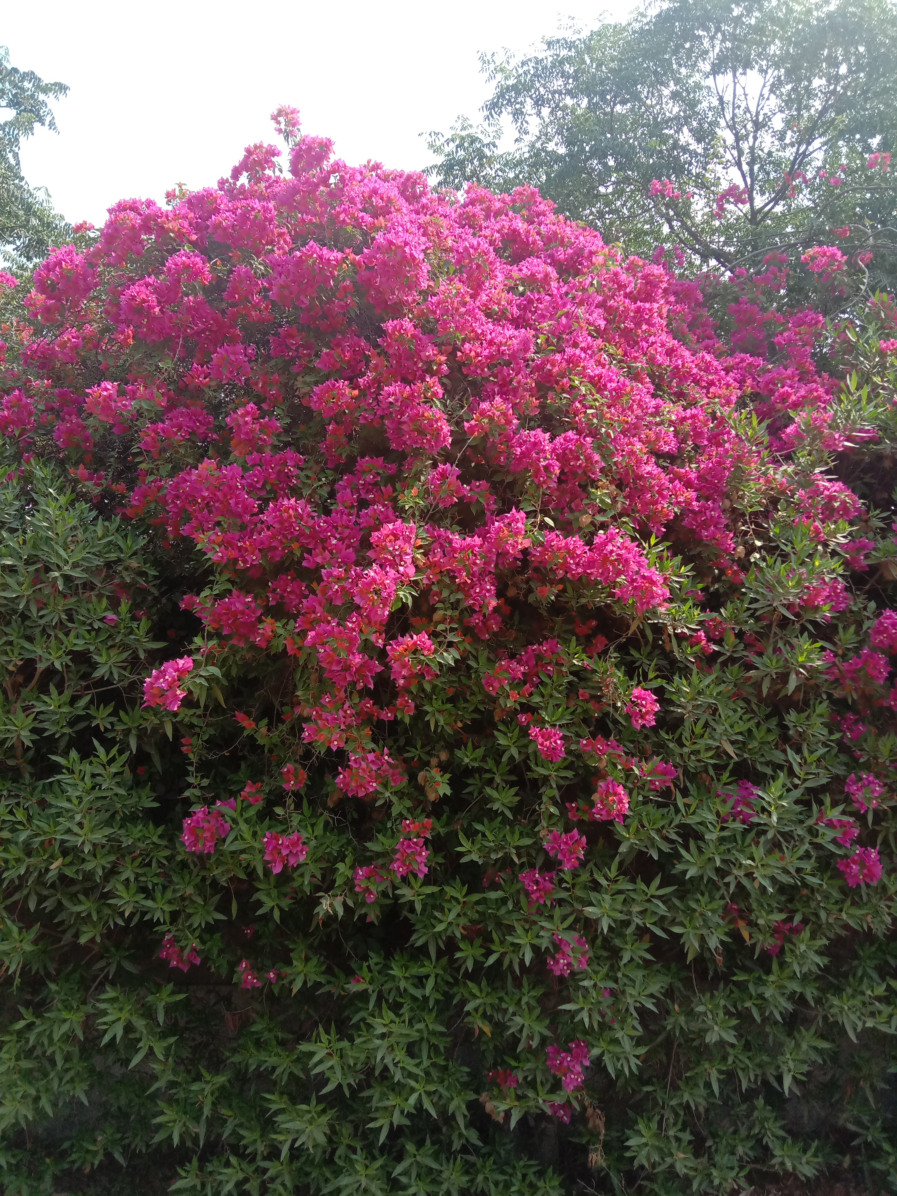 IMG_20210510_100022.jpg