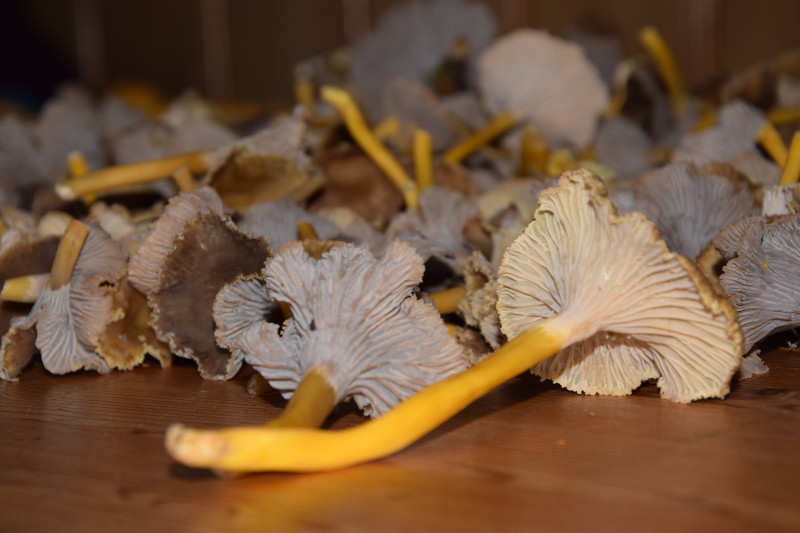 DSC_0004_800.JPG