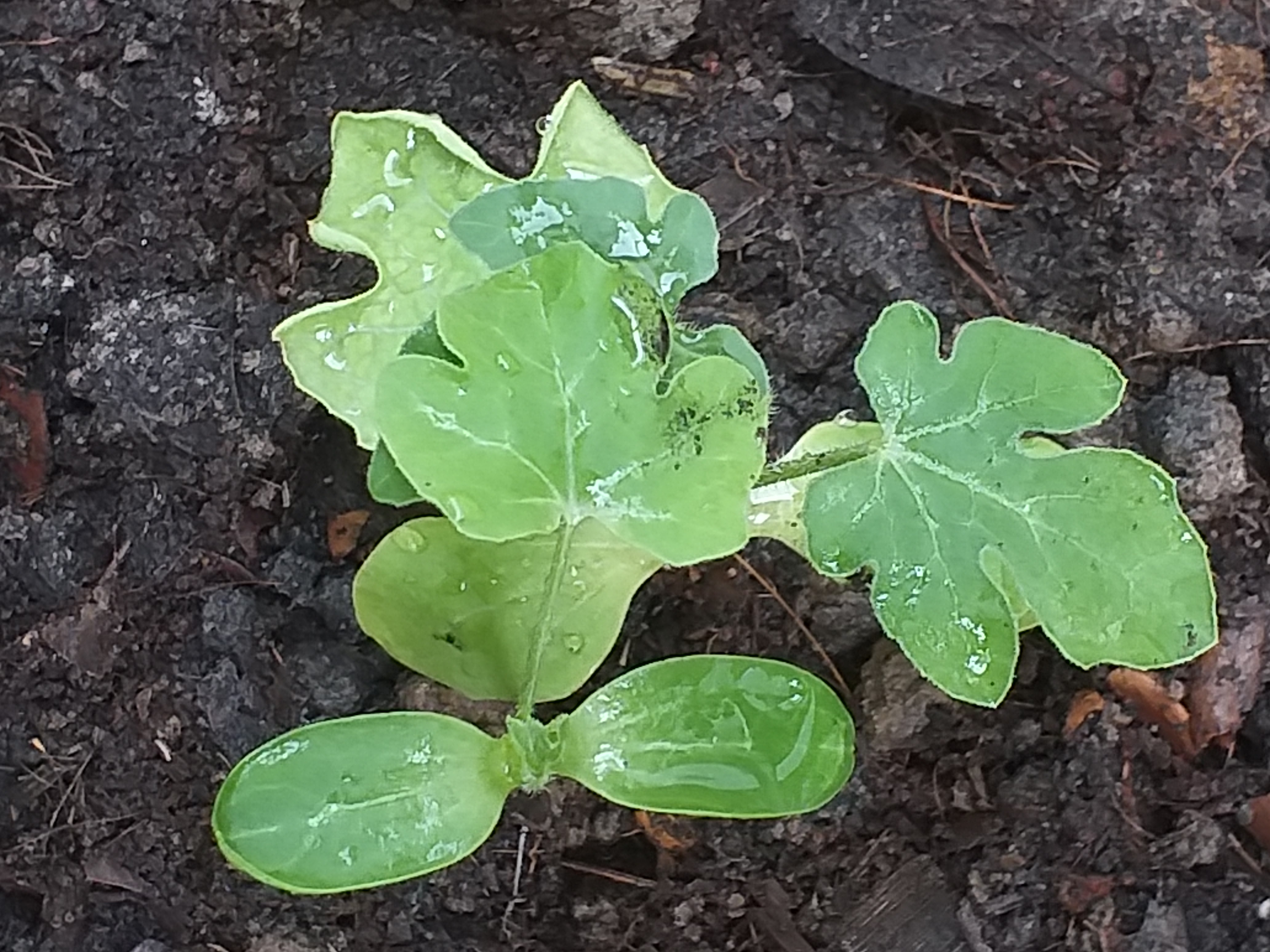 my garden600.jpg