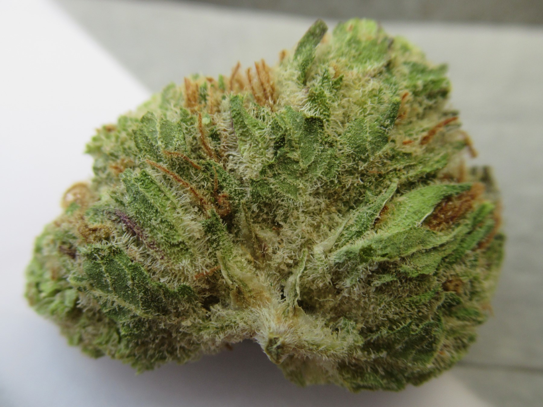 fullnugbottomshine.jpg