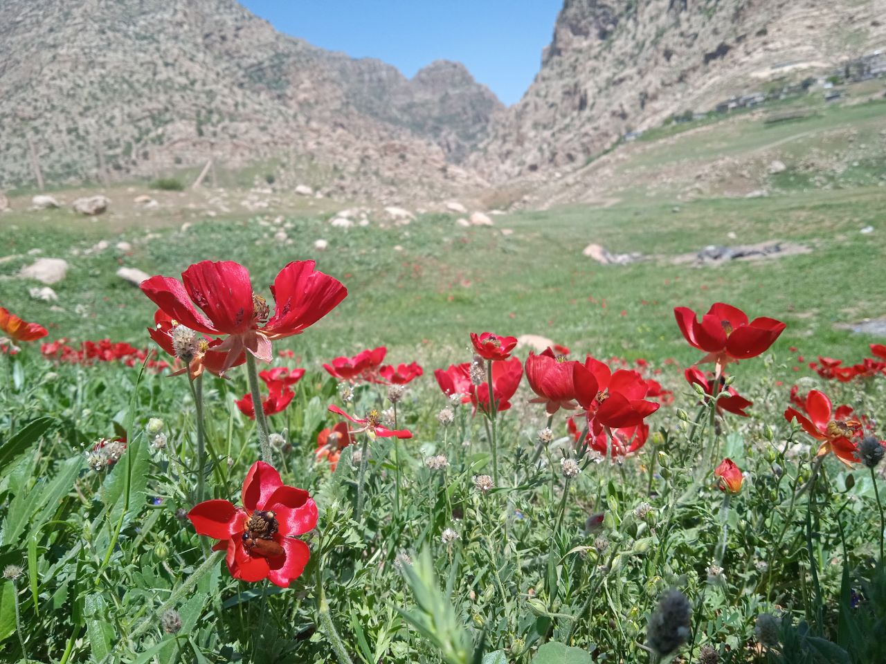 6Frühling in Kurdistan.jpg