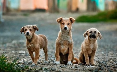 Perros-mestizos.jpg