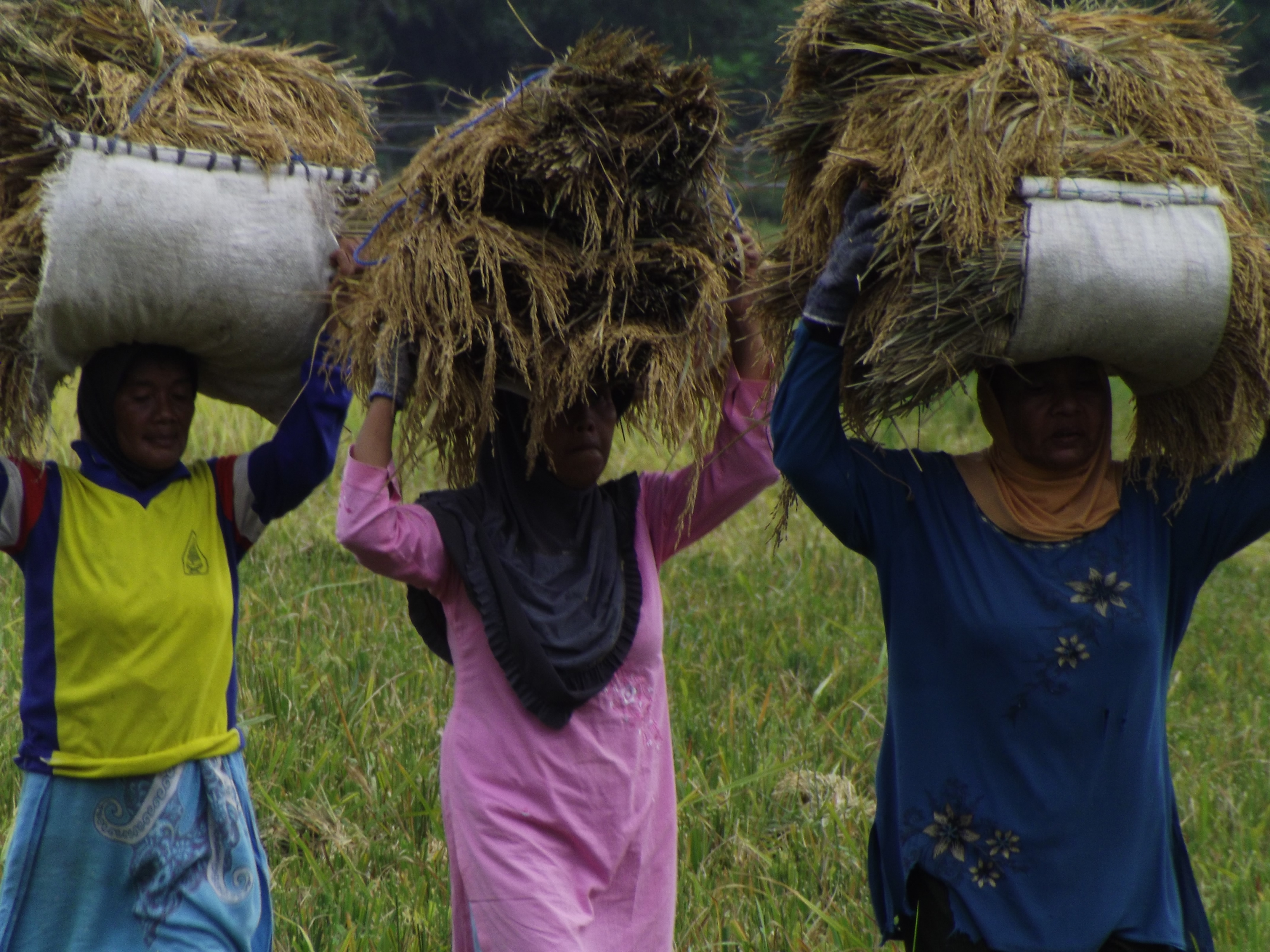 Carry rice. Happy Farm.