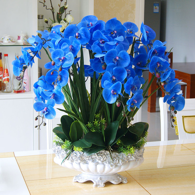 Orquidea Azul — Steemit