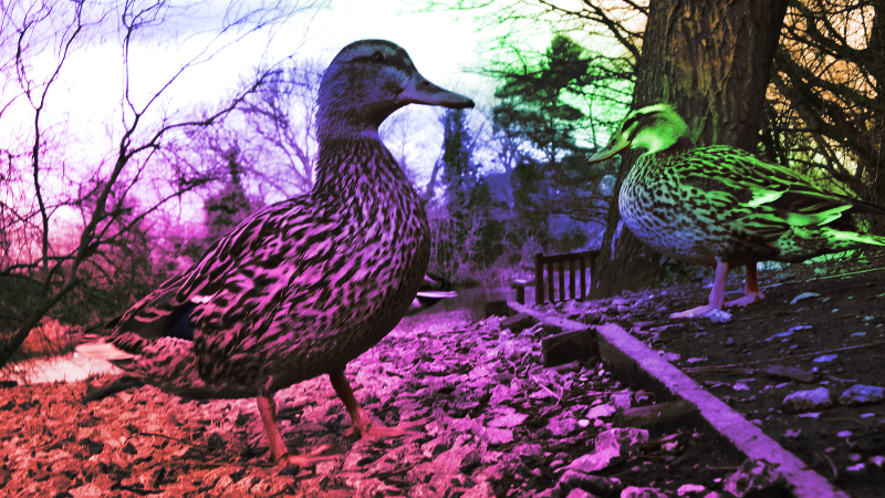Quackers5 - 2019-03-09T160308.481 (2).png