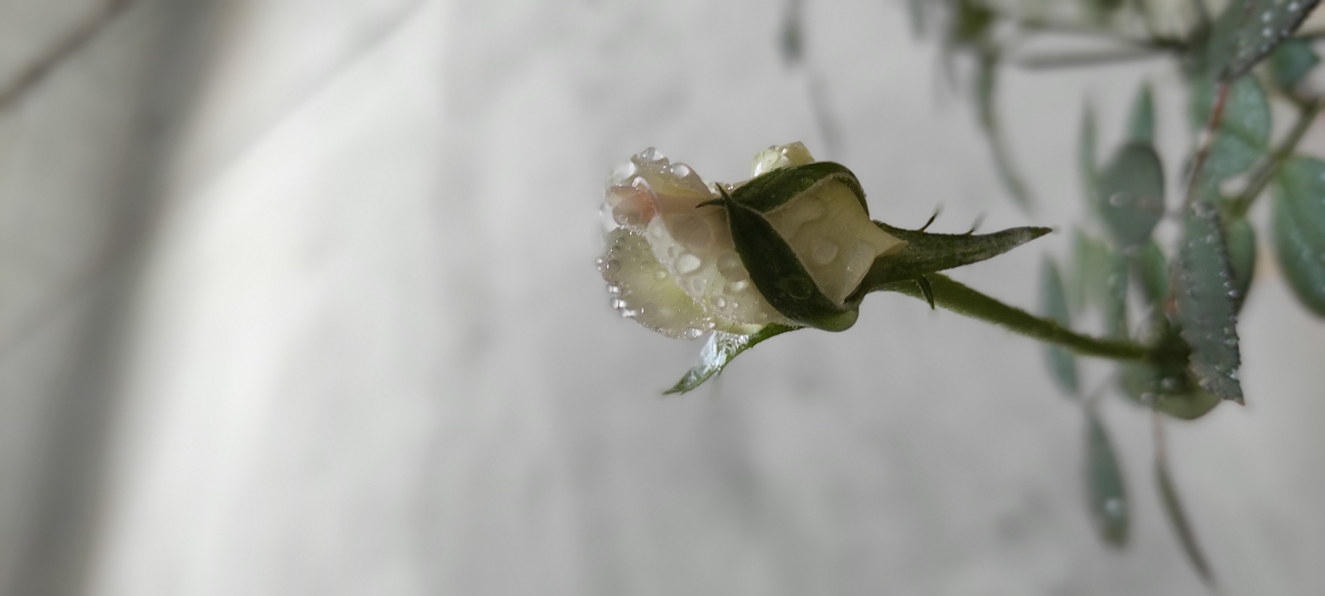 IMG_20210520_182756.jpg