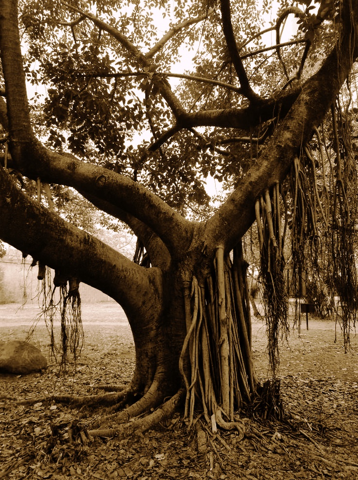 roble1.jpg