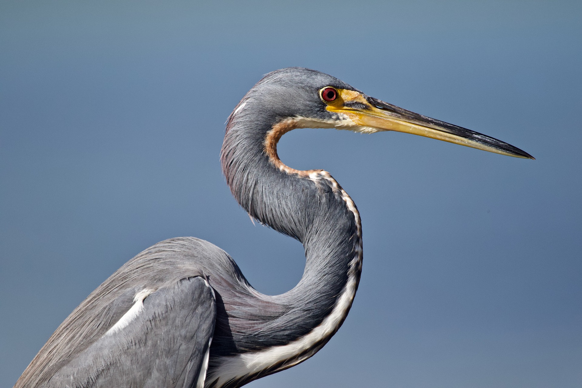 tricolored-3960932_1920.jpg