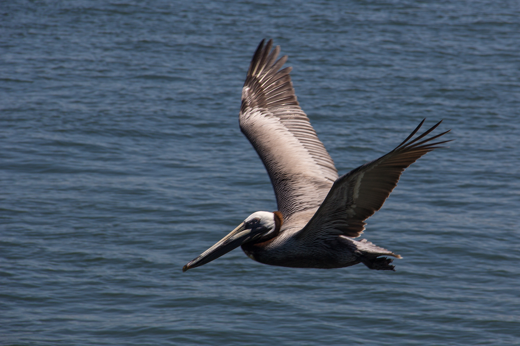 Pelican (2018_06_24 03_13_06 UTC).jpg