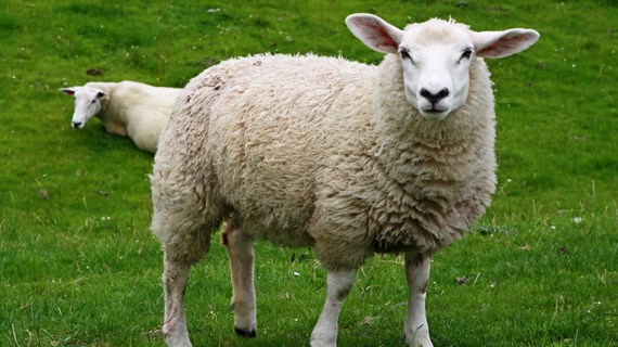 Conociendo un poco más sobre la oveja.✅ — Steemit