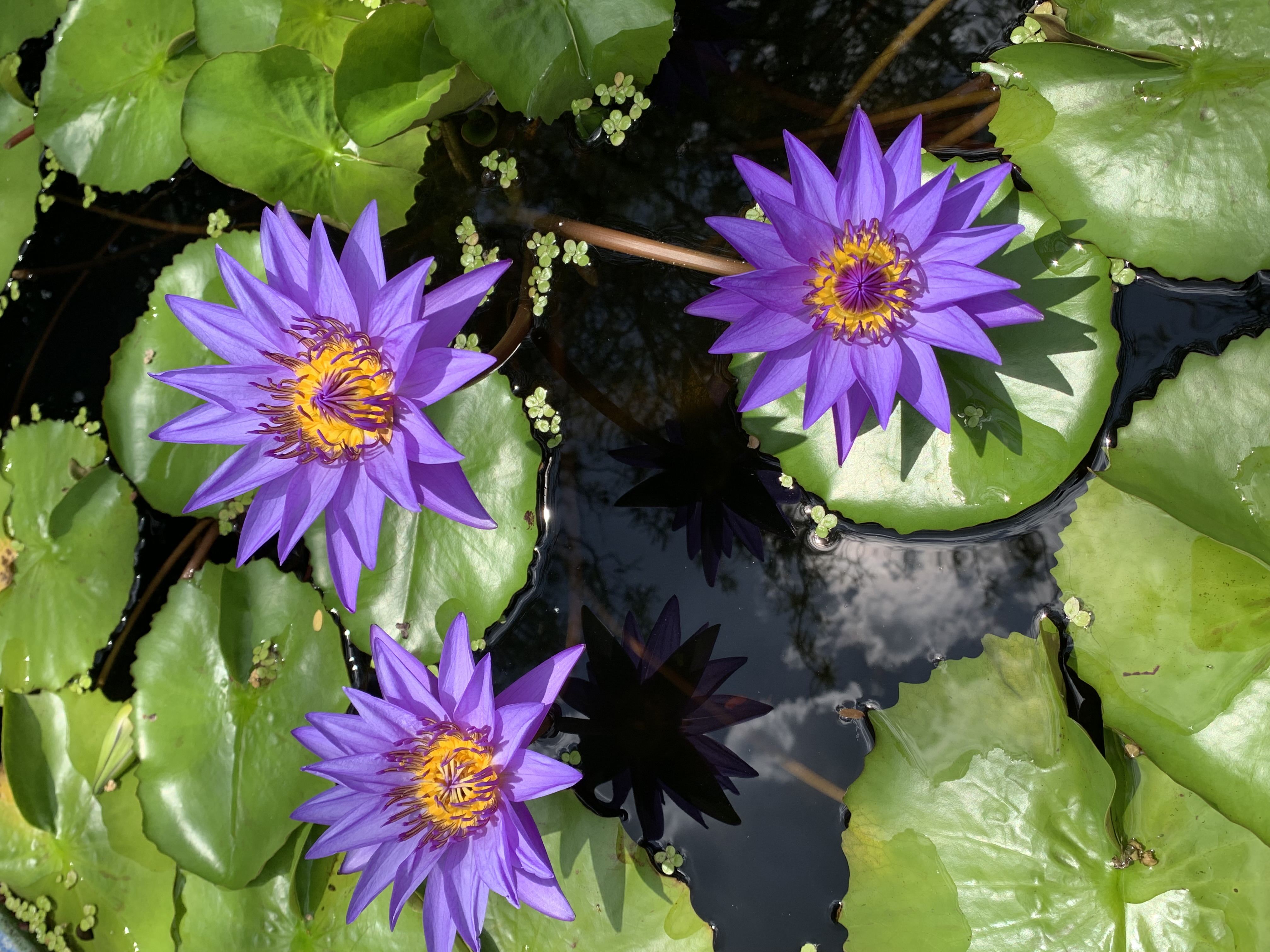 purple lotus4.jpg