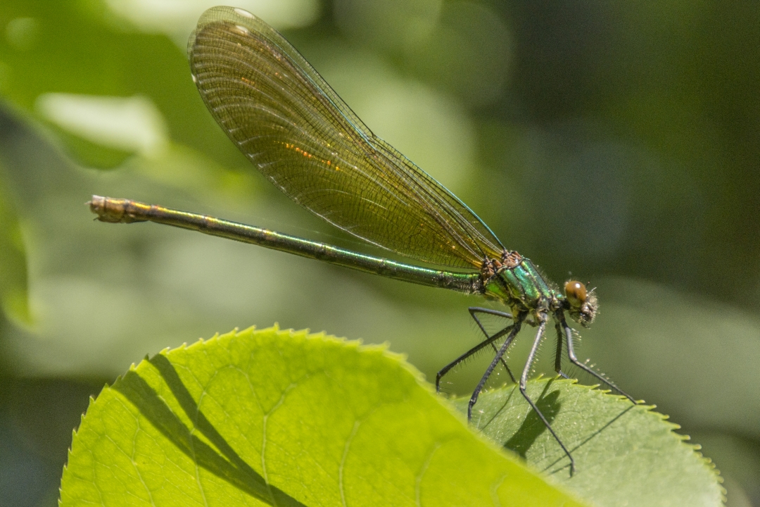 DSC_6697-1.JPG
