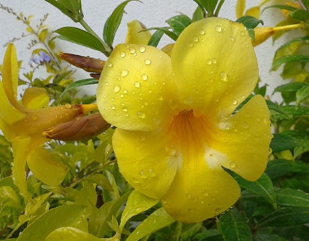 Flor amarilla 1.jpg