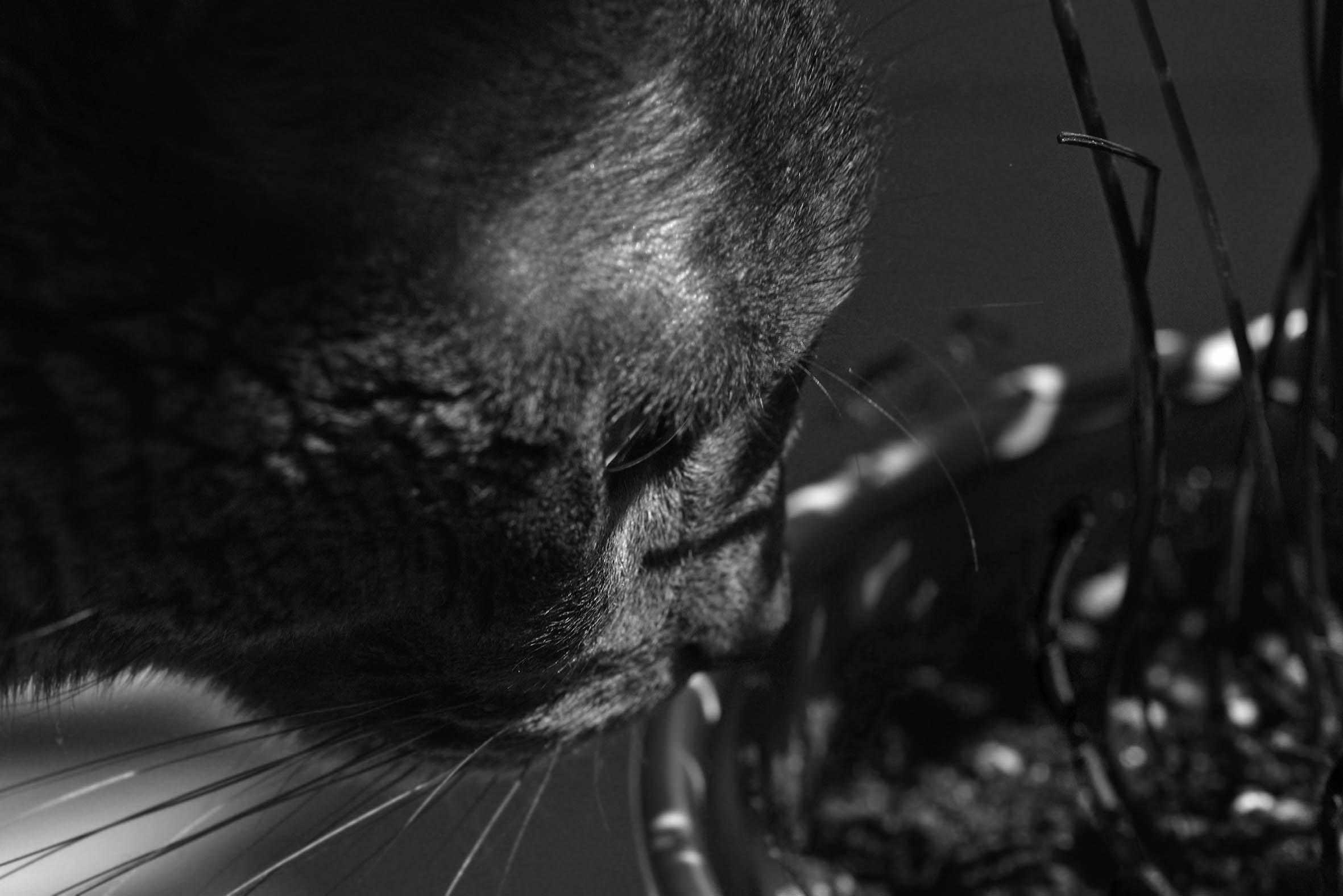 Suzi and fern bw 3.jpg