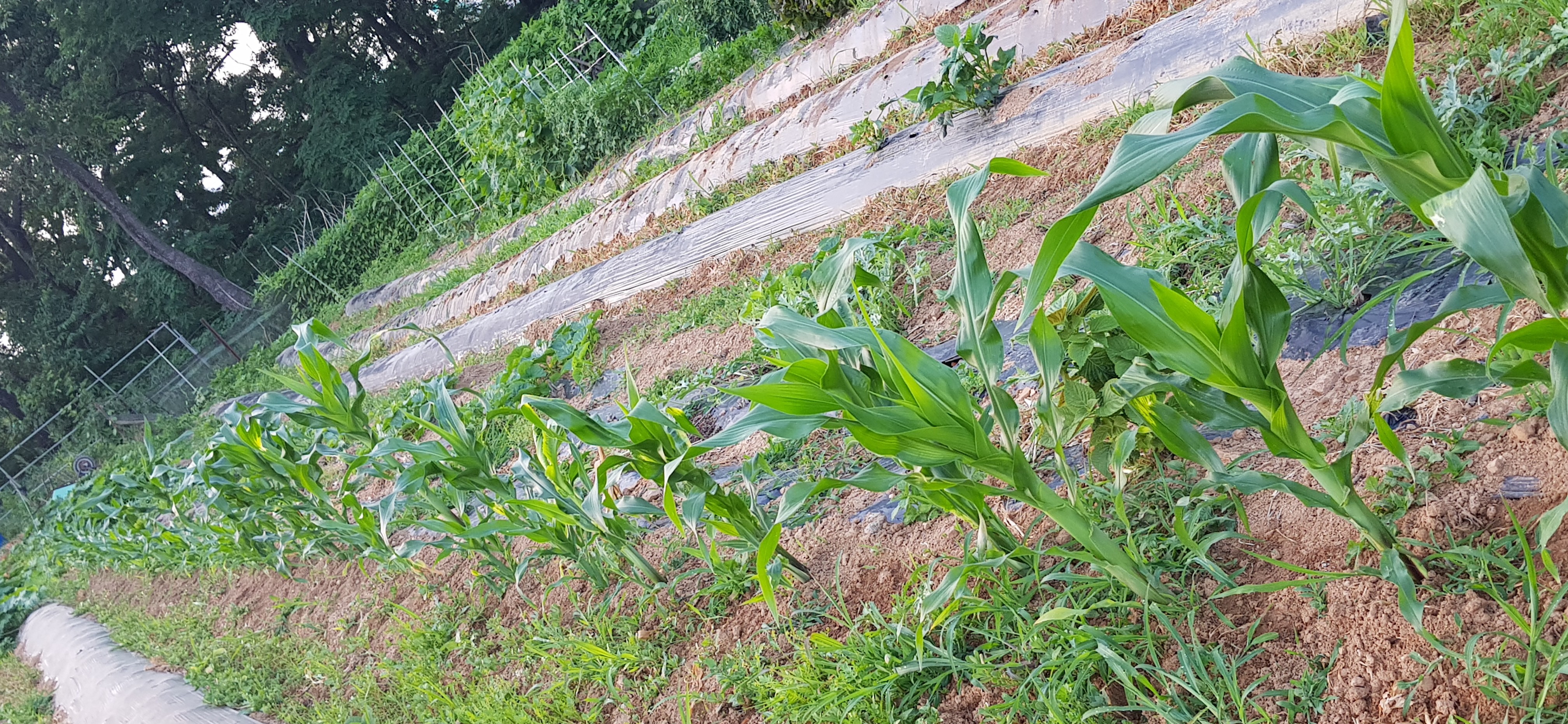 20190619_020537.jpg