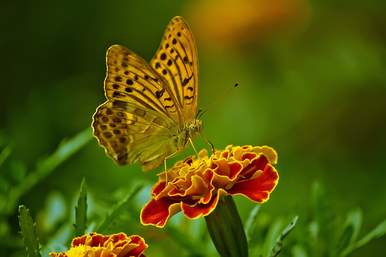 butterfly-g089cbf75d_1280.jpg