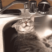 cat_faucet_looped.gif