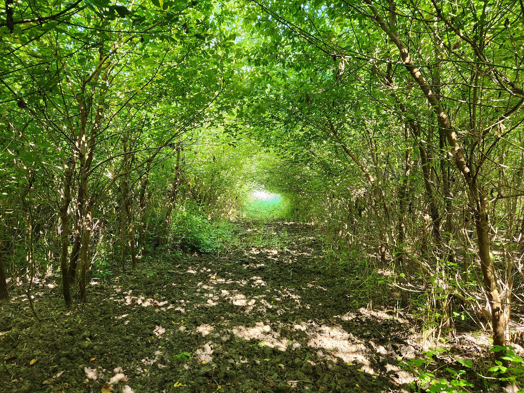 Amazin googd morning in Liberland 1.jpg