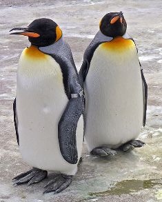 482px-Penguins_Edinburgh_Zoo_2004_SMC.jpg