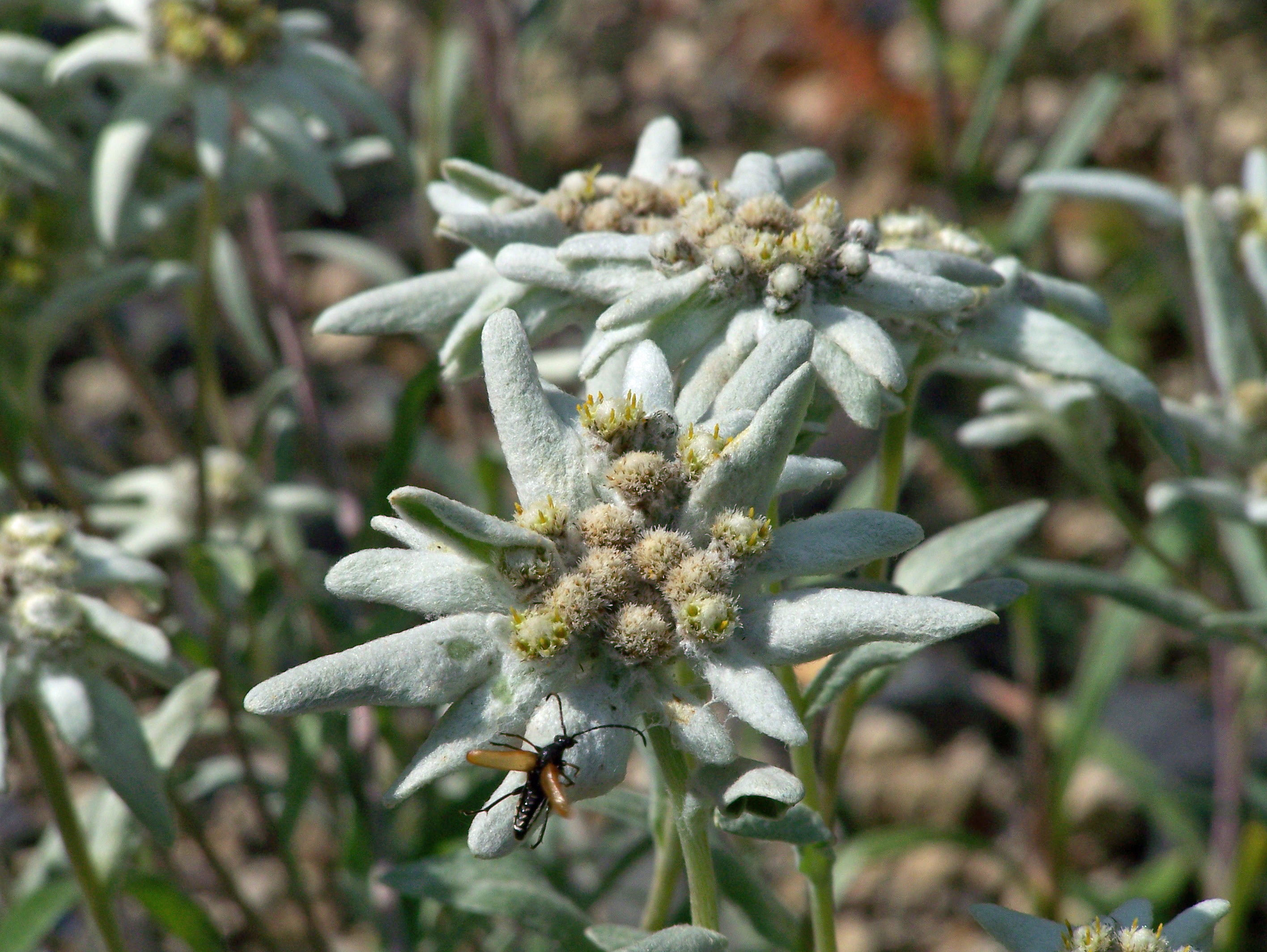 8.-Italian-Biodiversity-stella-alpina.jpg
