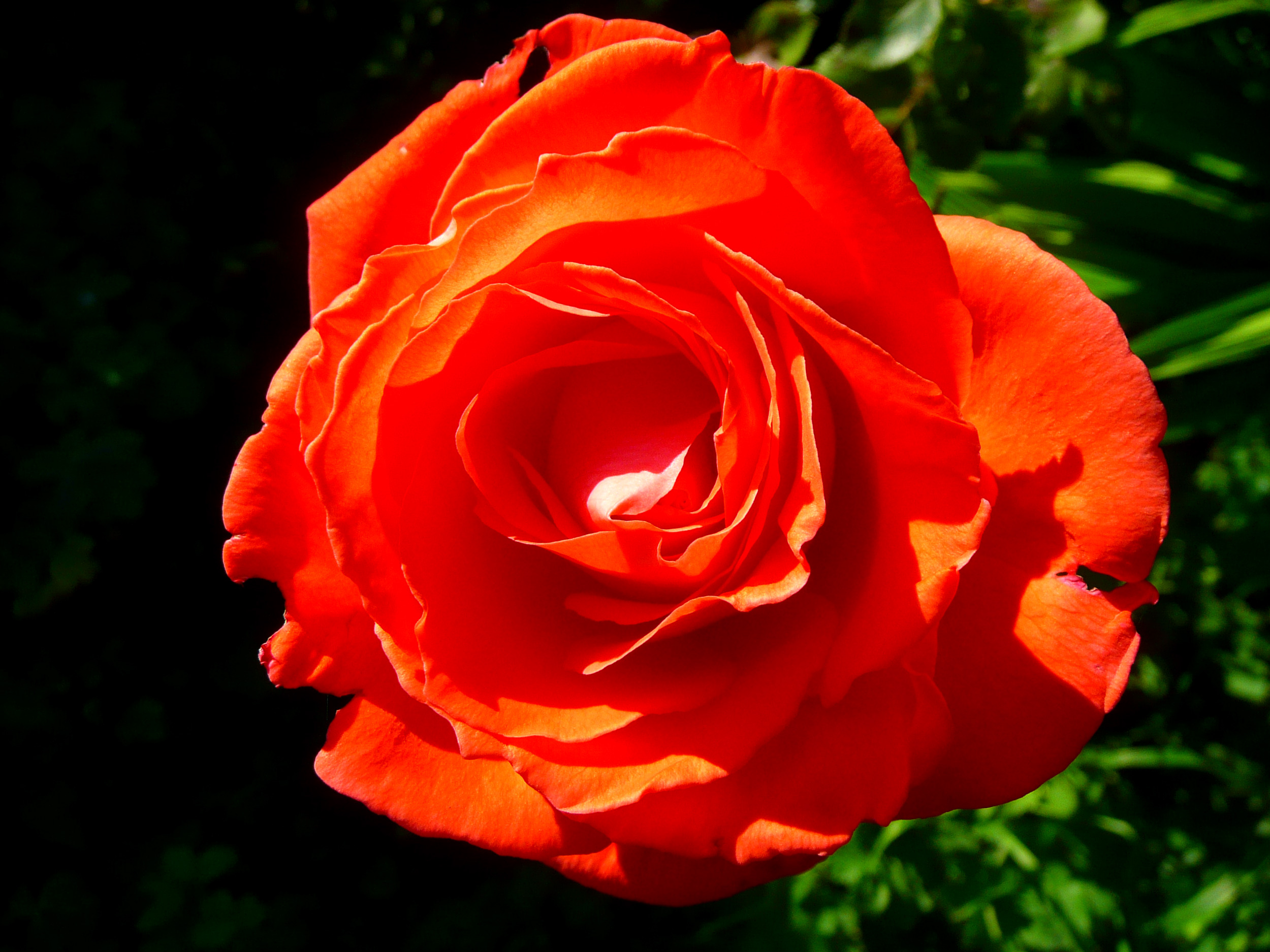 Pack 1 flower 10.JPG
