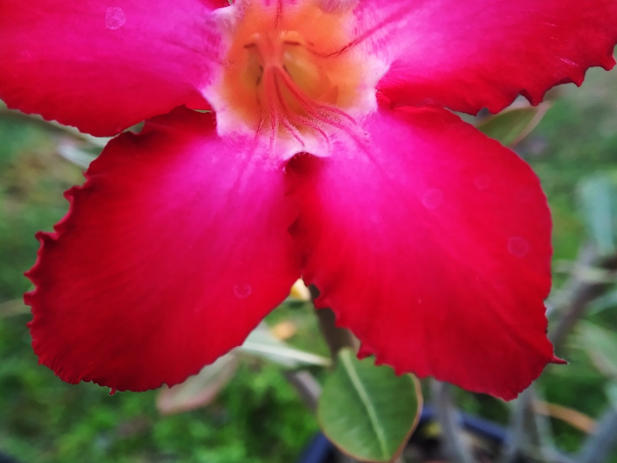 IMG_20200825_063355.jpg