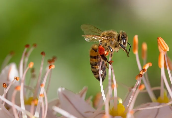 bee-515023__480.webp