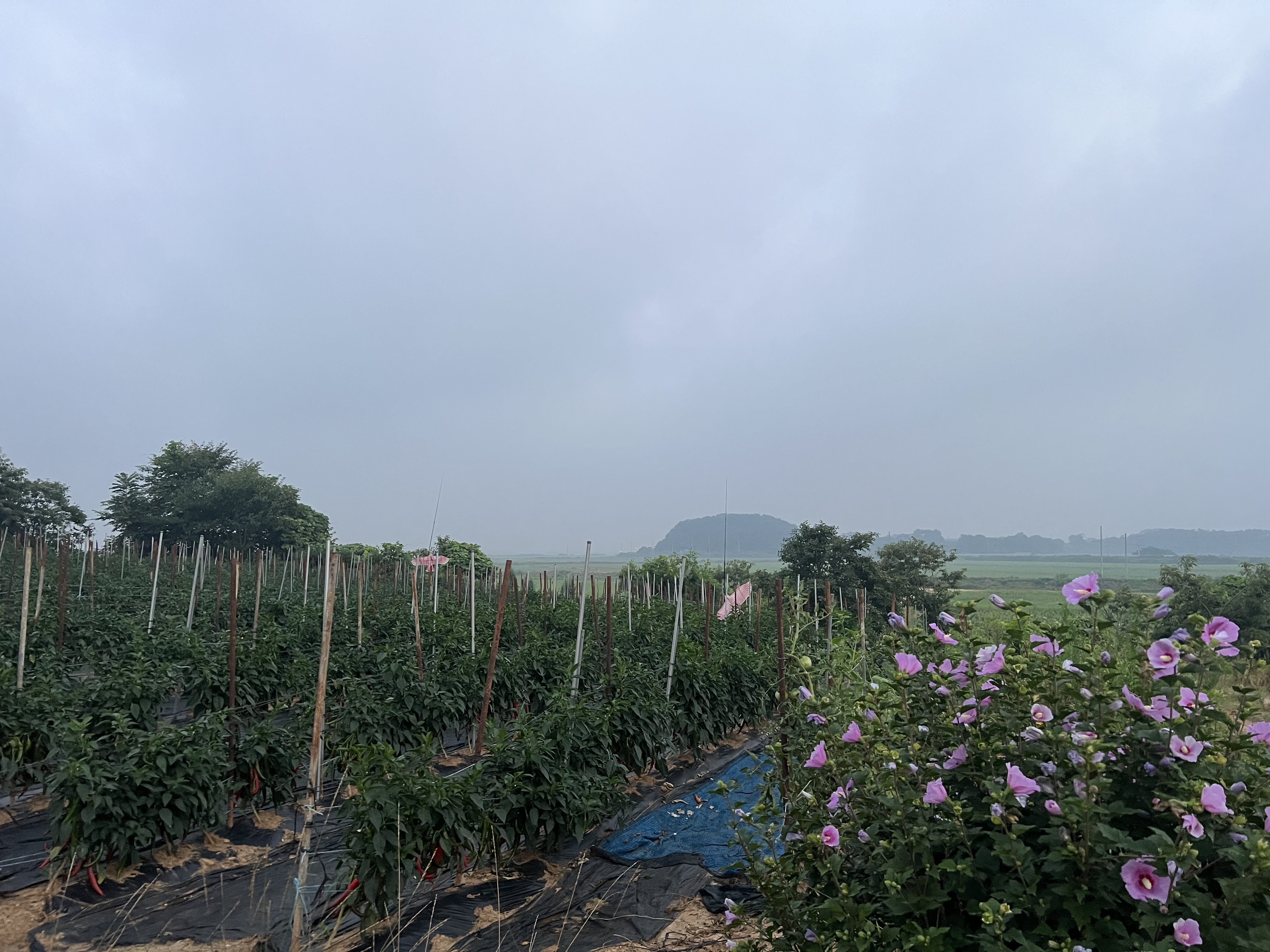 IMG_5110.jpeg