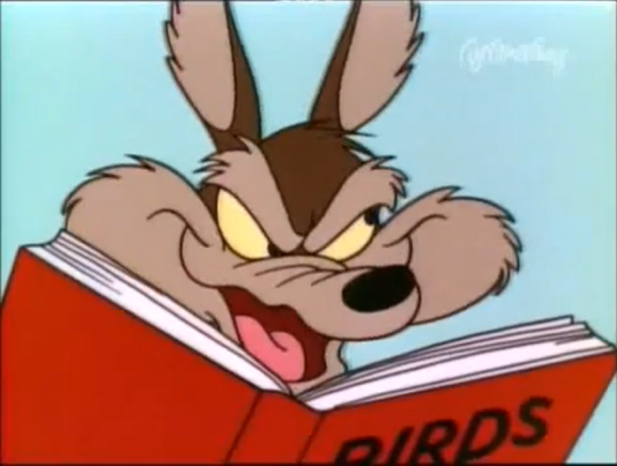 birddroppings
