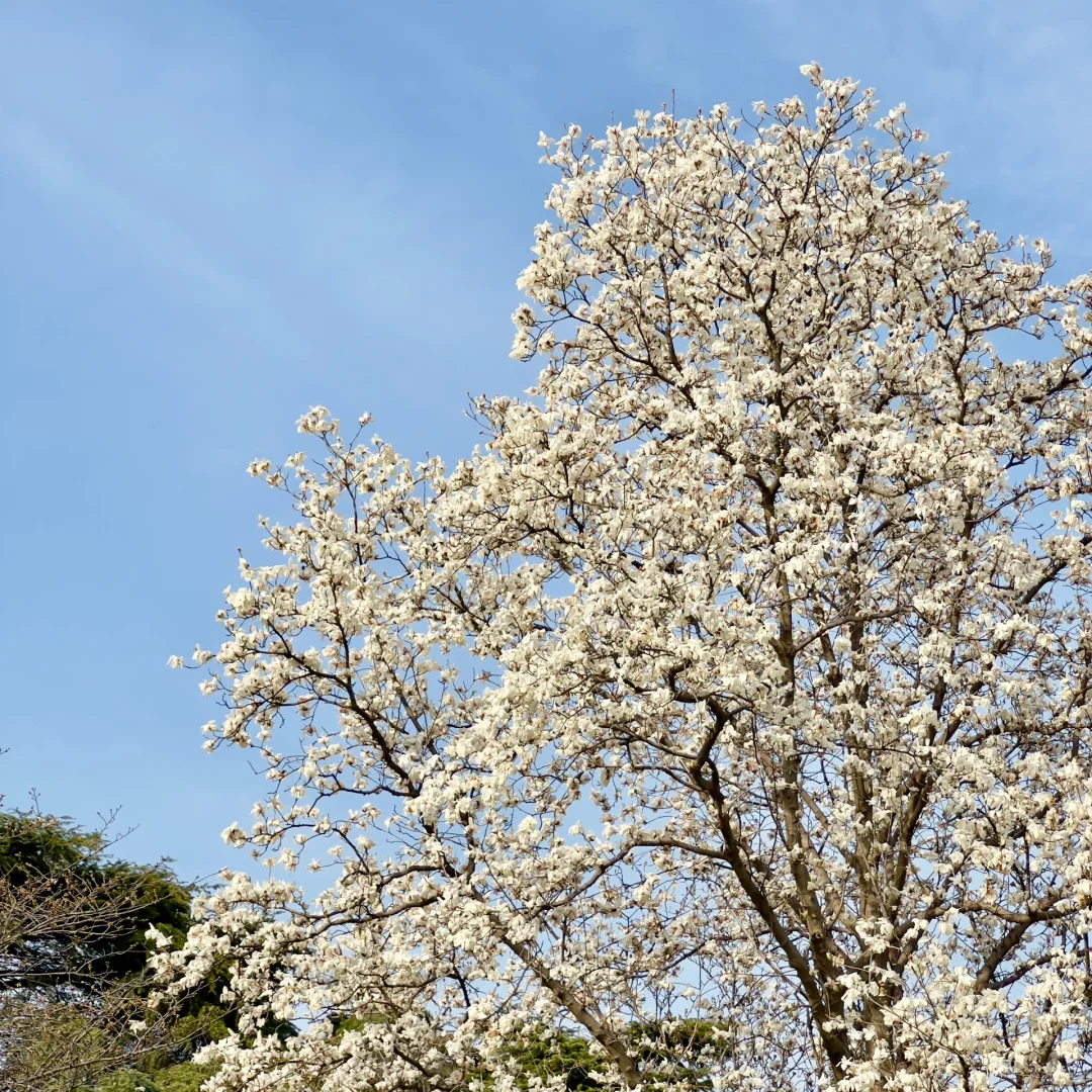 113.webp