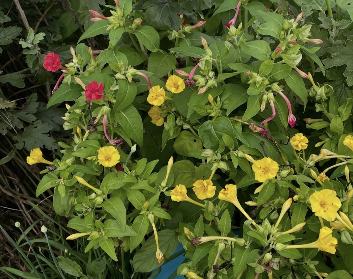 Marvel-of-Peru Flower: A Little Miracle of Nature’s Beauty
