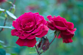 images (2).jpeg