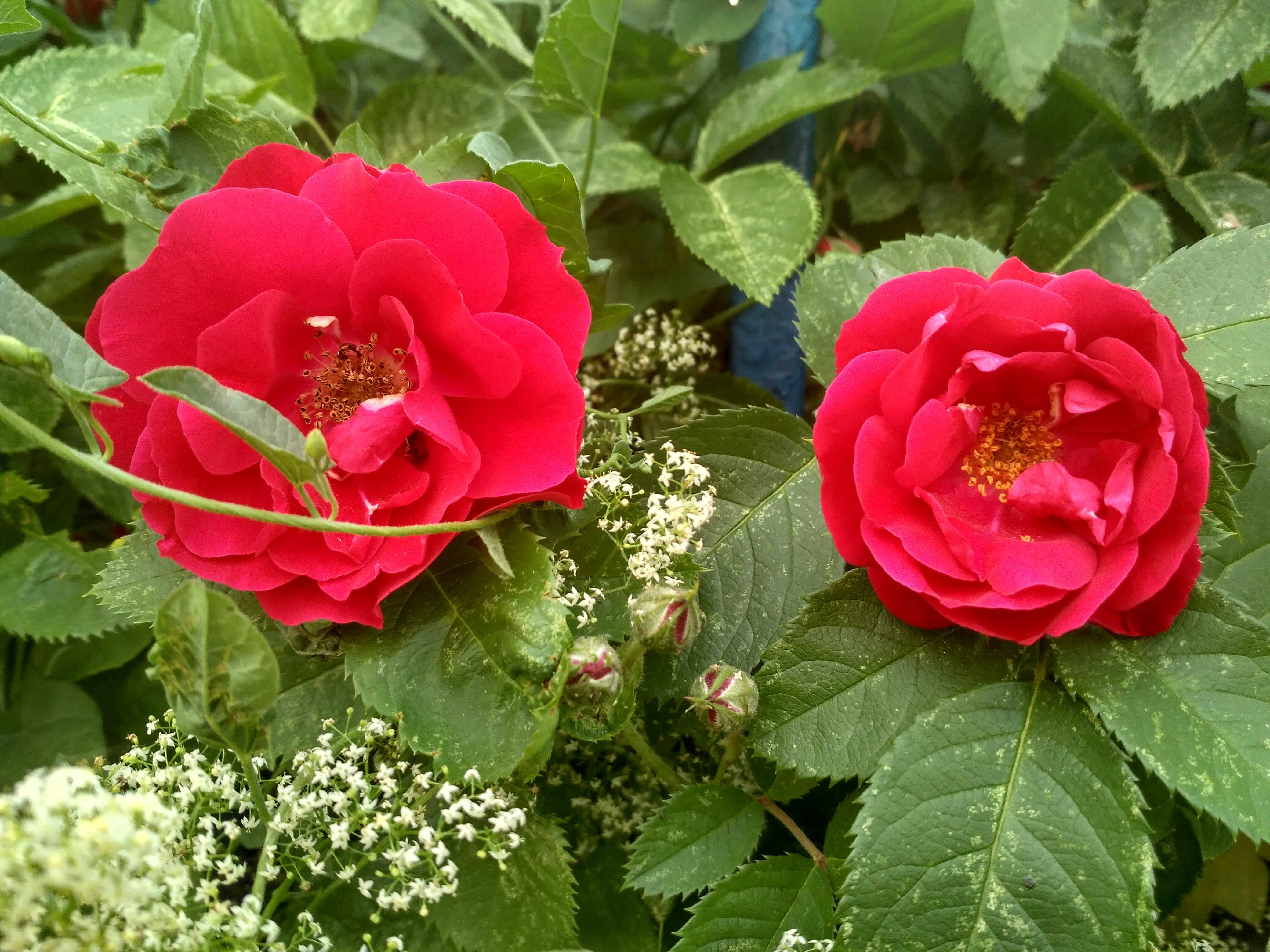 IMG_2019-06-09_184334_HDR.jpg