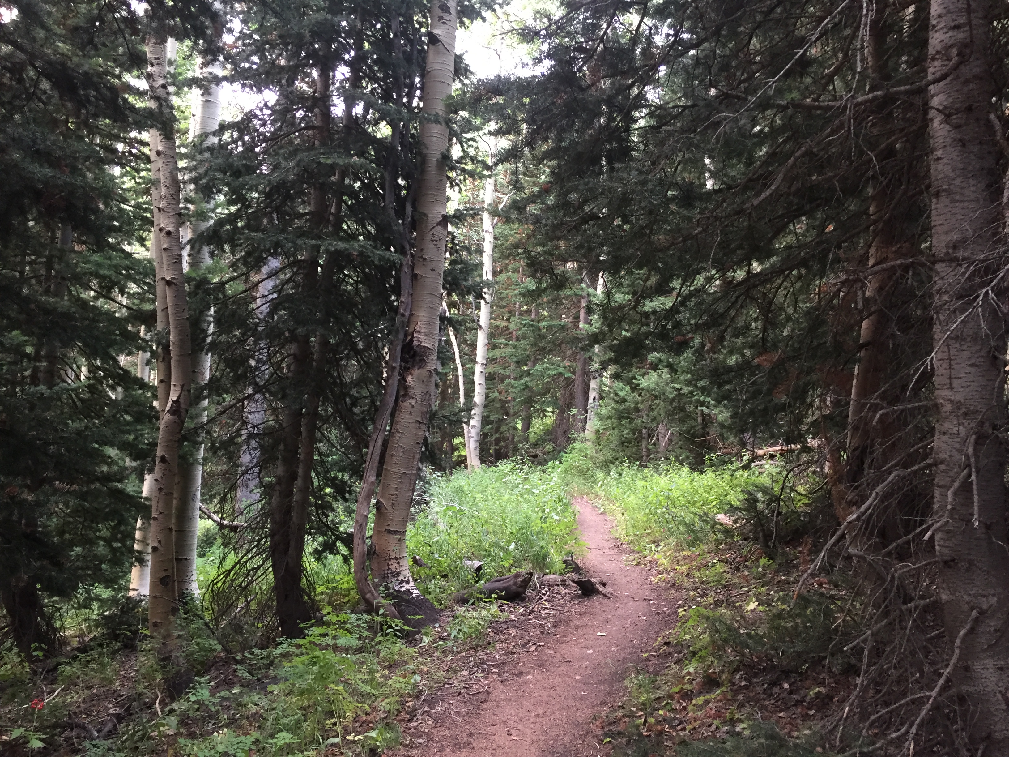 Dog lake -09.jpg