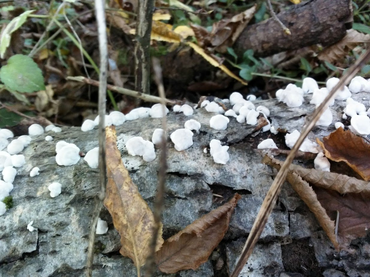 Natural decomposers