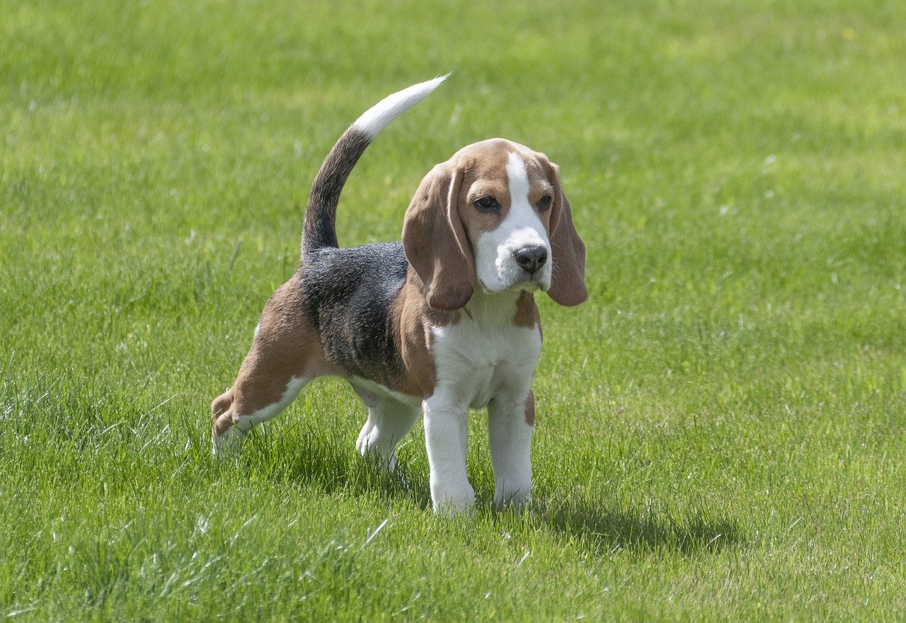 beagle-3877115_1280.jpg