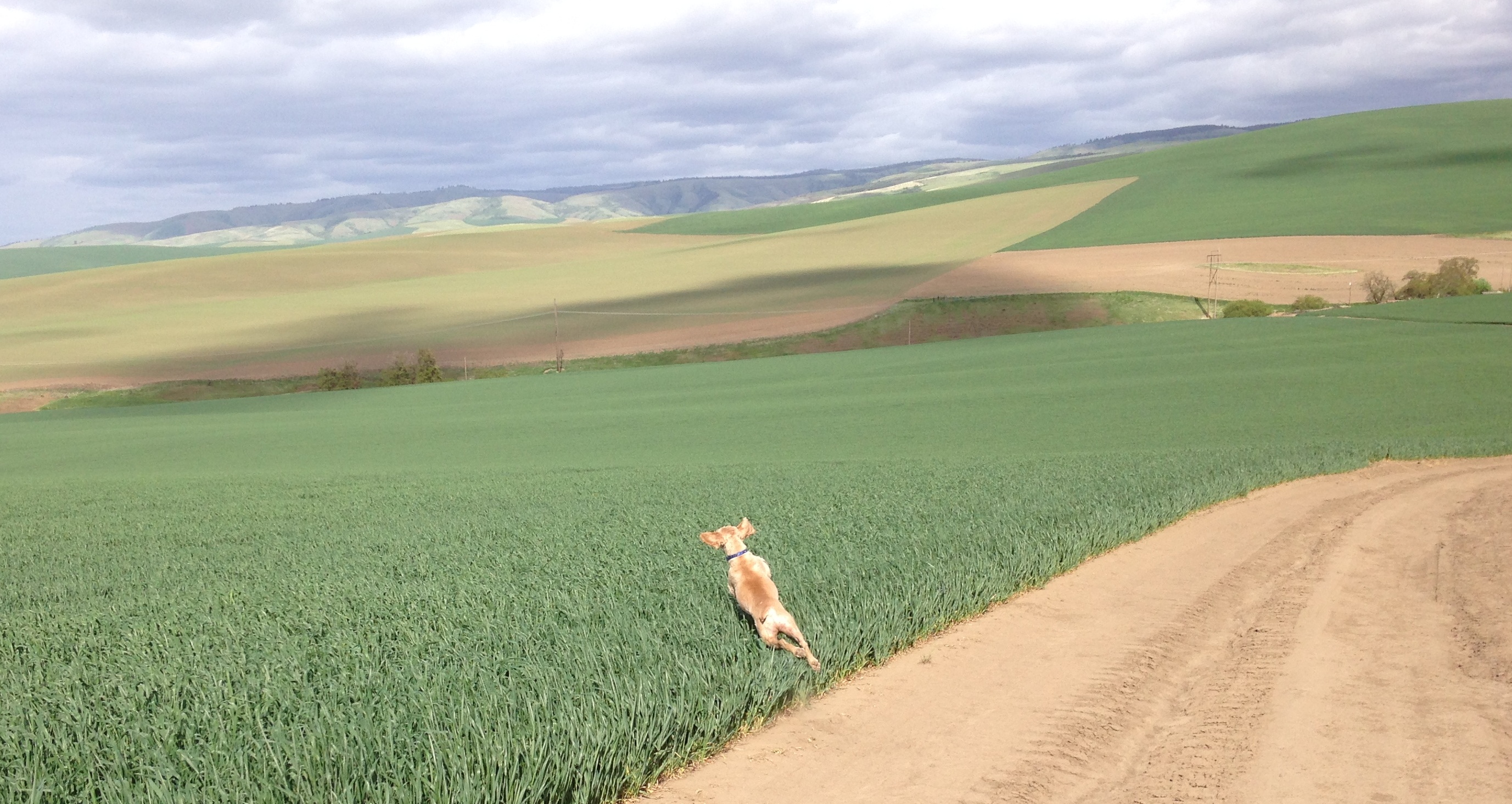 dog take off.jpg