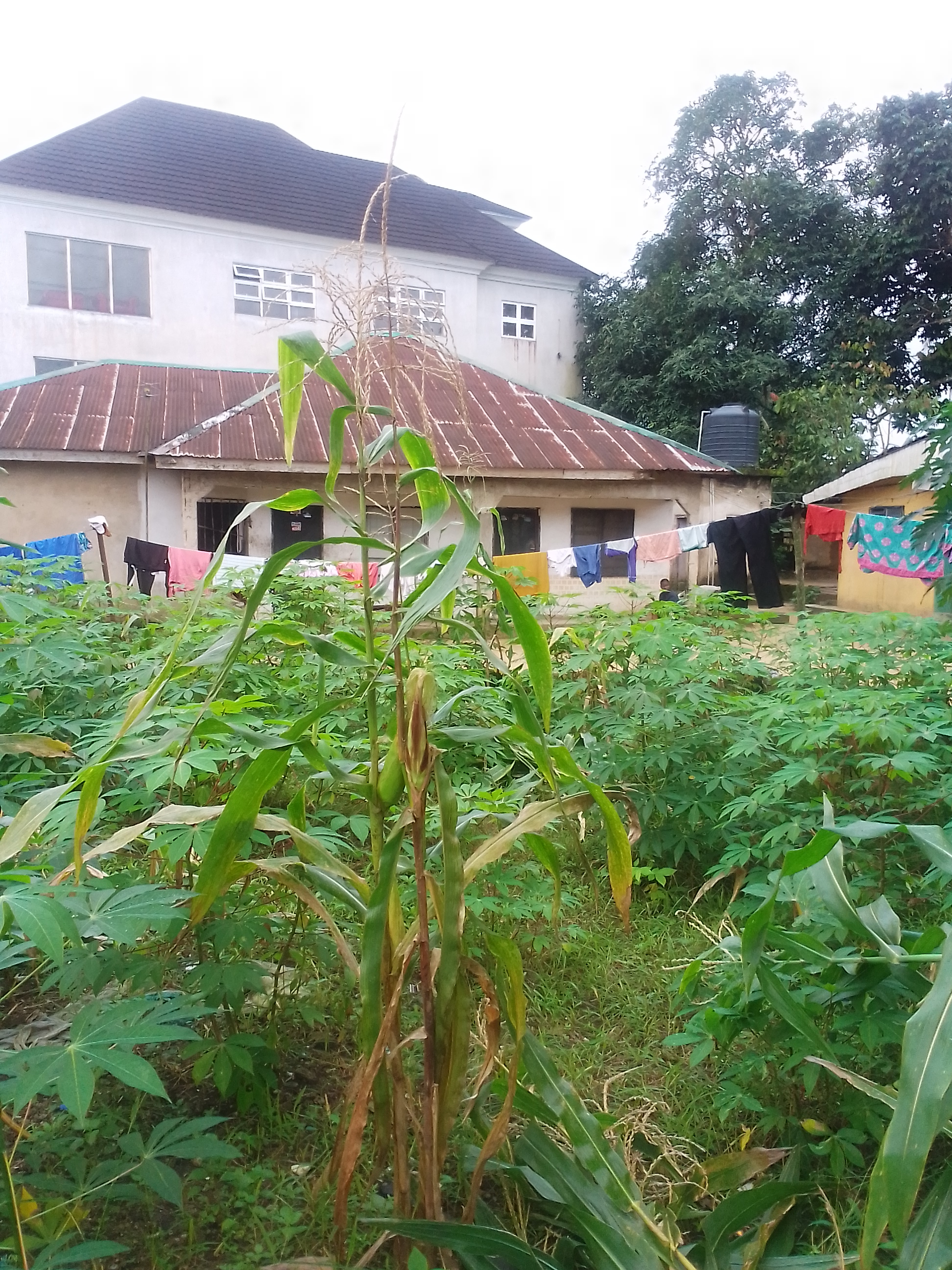 IMG_20260811_102932.jpg