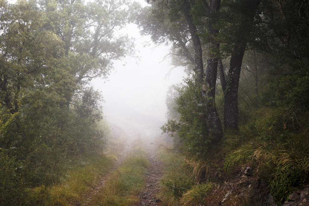 FOG-6.jpg