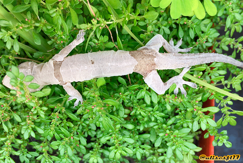 Gecko-1.png
